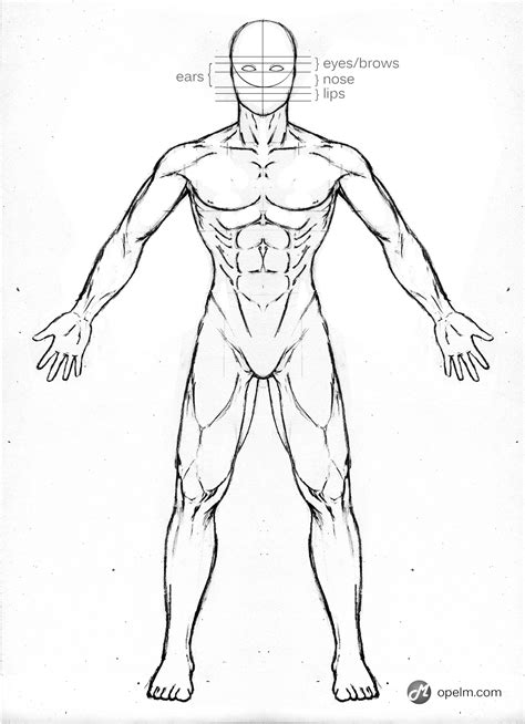 Male Anatomy Front Reference By Blud Shot On Newgrounds