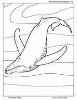 Coloring Whale Pages Manatee Mammals Humpback Book Animal Kids Colouringpages Au Printable Information Sheets Books Animals Popular Colouring Color Library sketch template
