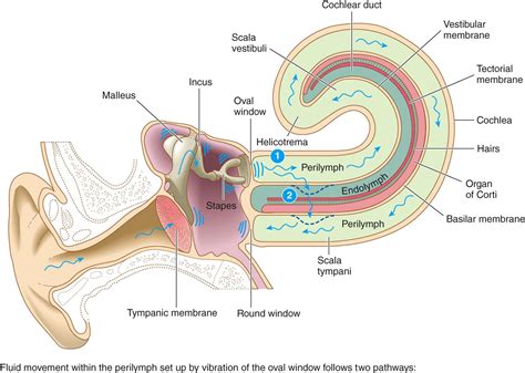 vestibular endolymph membrane basilar membrane biol    cochlear membrane oval