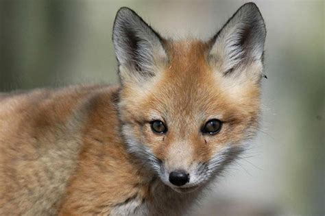 police red foxes causing trouble in bucks neighborhoods