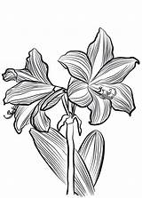 Amaryllis sketch template