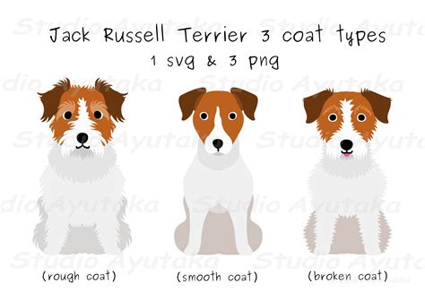 coat types  jack russel terrier svg png norway ubicaciondepersonas