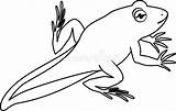 Froglet Tadpole Rana Giovane Coloritura Coda Frosch Malvorlage Clip Metamorphosis sketch template