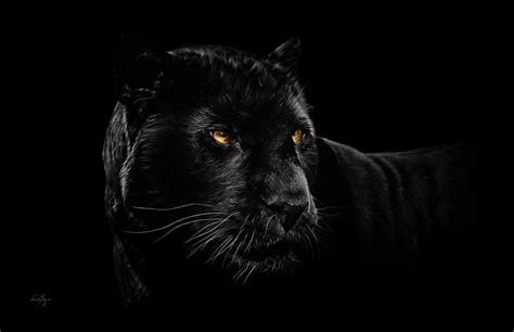 Check Out This Behance Project “black Panther” Behance