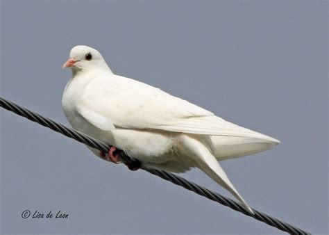 birding  lisa de leon white dove