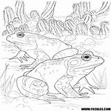 Toad Frog Coloring Pages Template Printable Getcolorings Templa sketch template