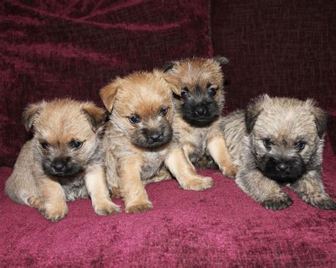 adorable pedigree cairn terrier puppies sittingbourne kent petshomes