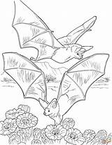 Coloring Pages Bats Nectar Bat Printable Gathering Two Gif Kids Flying Cave Book Colouring Color Halloween Sheets Print Pixels Supercoloring sketch template
