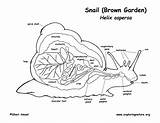 Snail Anatomy Diagram Coloring Garden Exploringnature Inquiry Read Observe Record Pdf Activities sketch template