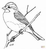 Coloring Pages Sparrow Drawing Throated Clipart House Bird Sparrows Drawings Outline Finch Printable Simple Supercoloring Birds Color Template Bluebird Sketch sketch template