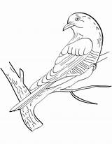 Cuckoo Birds sketch template