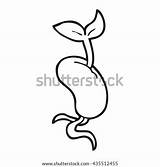 Seed Sprout Bean Sprouts Cartoon Template Coloring Sprouting Pages Freehand Drawn Shutterstock Sketch Pic sketch template