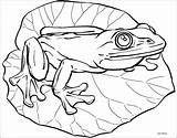 Frog Line Drawing Outline Tree Paintingvalley sketch template