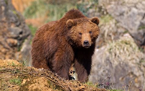 fotos de osos imagenes del oso pardo en la naturaleza