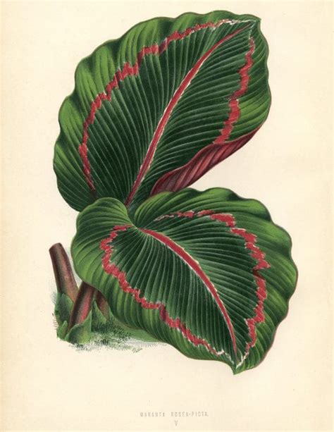 remodelaholic   vintage leaf images  print