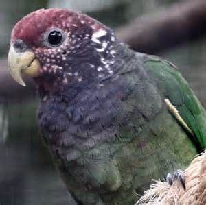 pionus searchya search results yahoo image search results pionus