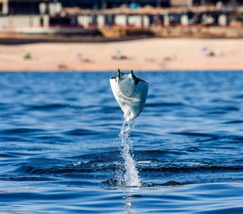 mobula ray jumping   water stock photo  cgudkovandrey