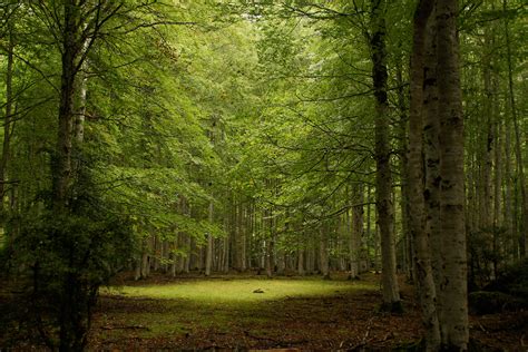 imagenes de  bosque imagenes de  bosque bosque sagrado forestta