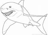 Shark Coloring Mako Getcolorings Hammerhead sketch template