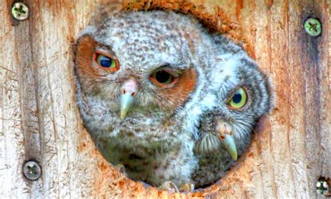 backyard birdingand nature funniest  cutest baby owls