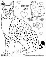 Lynx Coloring Colouring Pages Print Printable Kids Leopard Snow Coloringhome Comments sketch template