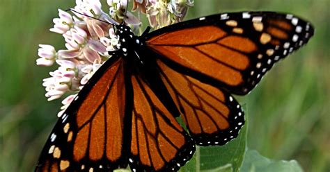 species spotlight monarch butterfly