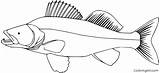 Walleye Coloringall Eps Dxf sketch template