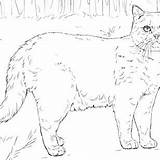 Persian Coloring Cat Pages Adorable Cool Getcolorings Printable Color Getdrawings sketch template