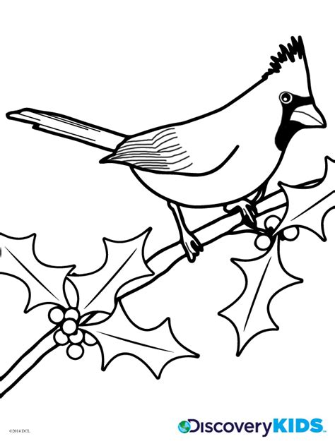 cardinal coloring page discovery kids