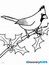 Cardinal Coloring Pages Bird Red Flying Birds Winter Cardinals Drawing Kids Printable Color Template Print Outline Louisville Getcolorings Drawings Getdrawings sketch template