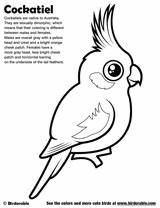 Coloring Pages Cockatiel Birdorable Birds Bird Children Choose Board sketch template