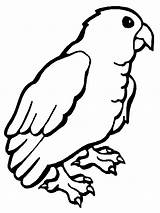 Coloring Pages Parrot Animal Coloringpages1001 sketch template