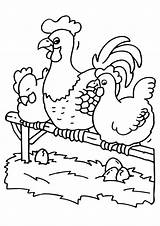 Coloring Chickens Rooster Large Chicken sketch template