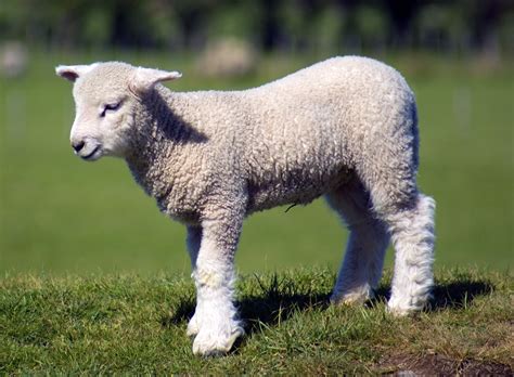 baby lamb  photo  freeimages