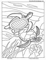 Coloring Pages Sea Turtle Animals Ocean Kids Printable Animal Book Seashore Colouring Sheets Color Books Dibujos Turtles Beach Printables Drawing sketch template