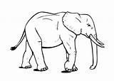 Elephant Coloringsky sketch template
