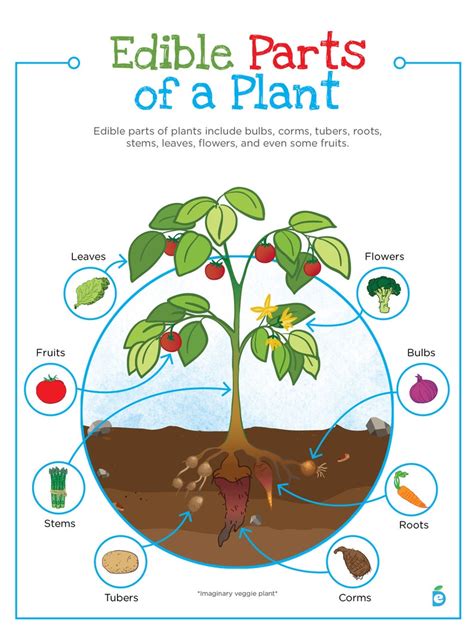 printable edible parts   plant poster horticulture school art