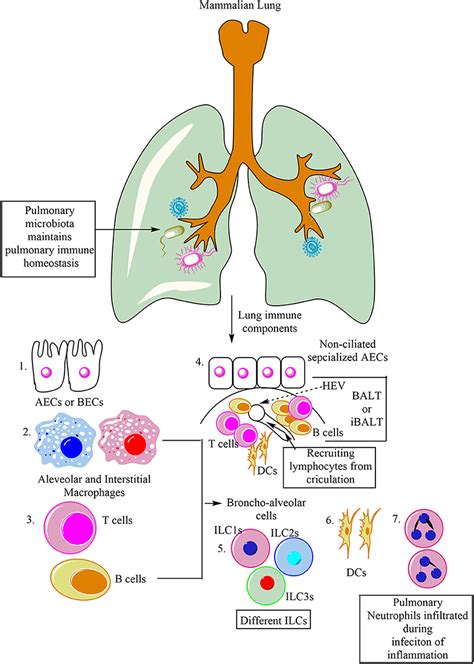 Frontiers Pulmonary Innate Immune Response Determines The Outcome Of