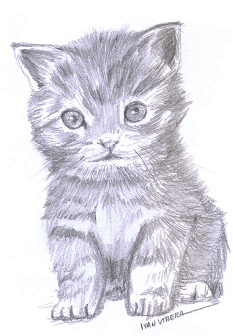 gato  lapiz drawing sketches drawings cats