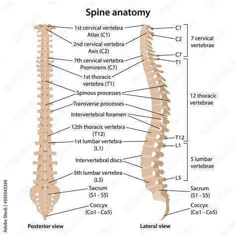 vertebral column labelled