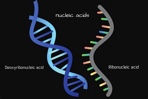 nucleic acid types processes structure  differences