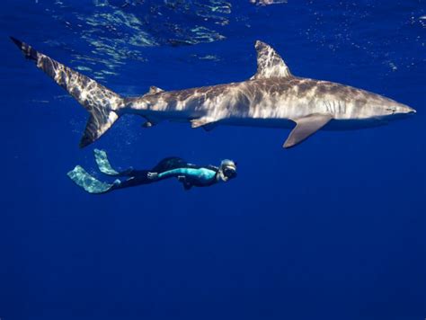 one ocean diving swim with sharks tour with conservationist guide from haleiwa oahu tours