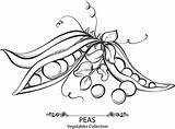 Peas Pea Vector Pod Vegetables Sweet Drawn Hand Drawing Material Soybean Flower Svg Eps Getdrawings  Format 53kb Commercial Use sketch template