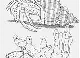 Crab Hermit Coloring Pages Getcolorings Printable Getdrawings sketch template