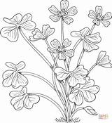 Coloring Montana Sorrel Wood Pages Flowers sketch template