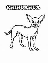 Chihuahua Coloring Smallest Beverly Hills Gaddynippercrayons sketch template