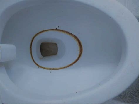 rid   toilet ring  scratching  bowl toilet haven