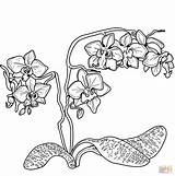 Orchid Coloring Pages Printable Supercoloring Popular Categories sketch template
