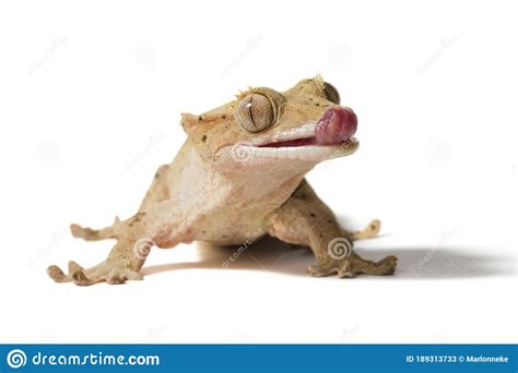 crested gecko licking  nose stock image image  lizard exotic