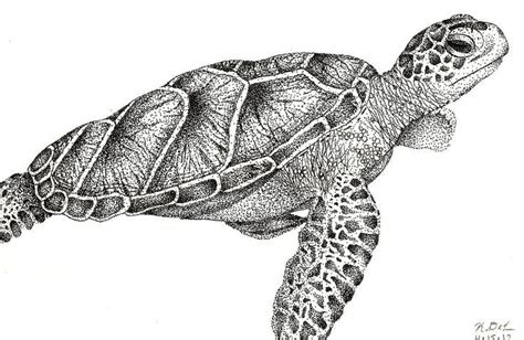 sea turtle original watercolor painting      originalonly